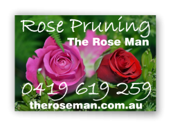 The Rose Man - Canberra